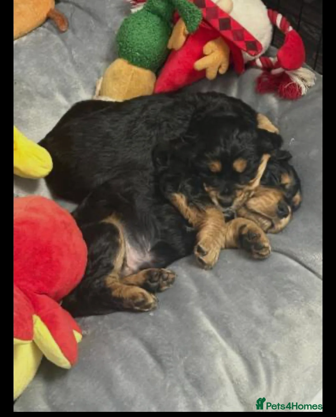 Cocker Spaniel dogs for sale: Cocker spaniel puppies  in Edinburgh - Advert 13