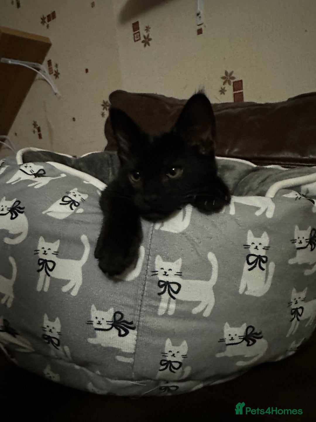 Mixed Breed cats for sale: Amazing Half Bengals !!! - Advert 4