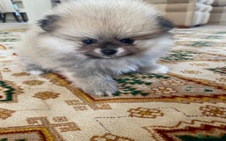 Pomeranian dogs for sale: Stunning litter merl Pomeranian - Image 28