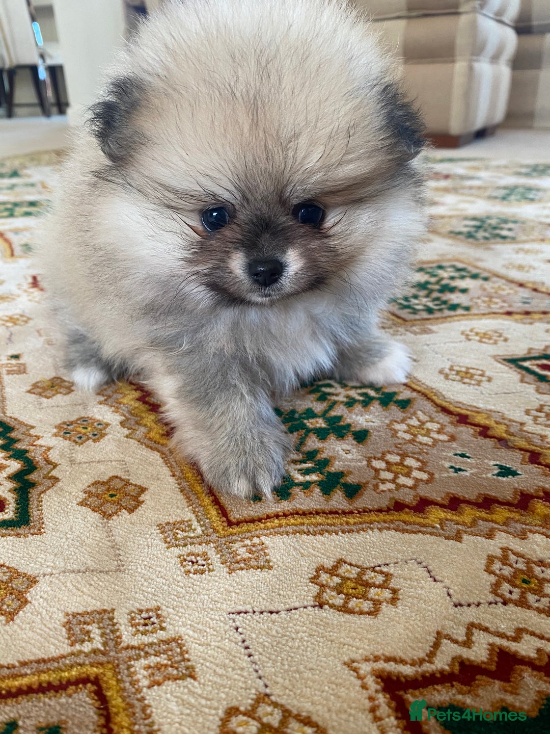 Pomeranian dogs for sale: Stunning litter merl Pomeranian - Image 28