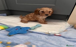 Cavapoo dogs for sale: * Cavapoo Boys available * - Image 12