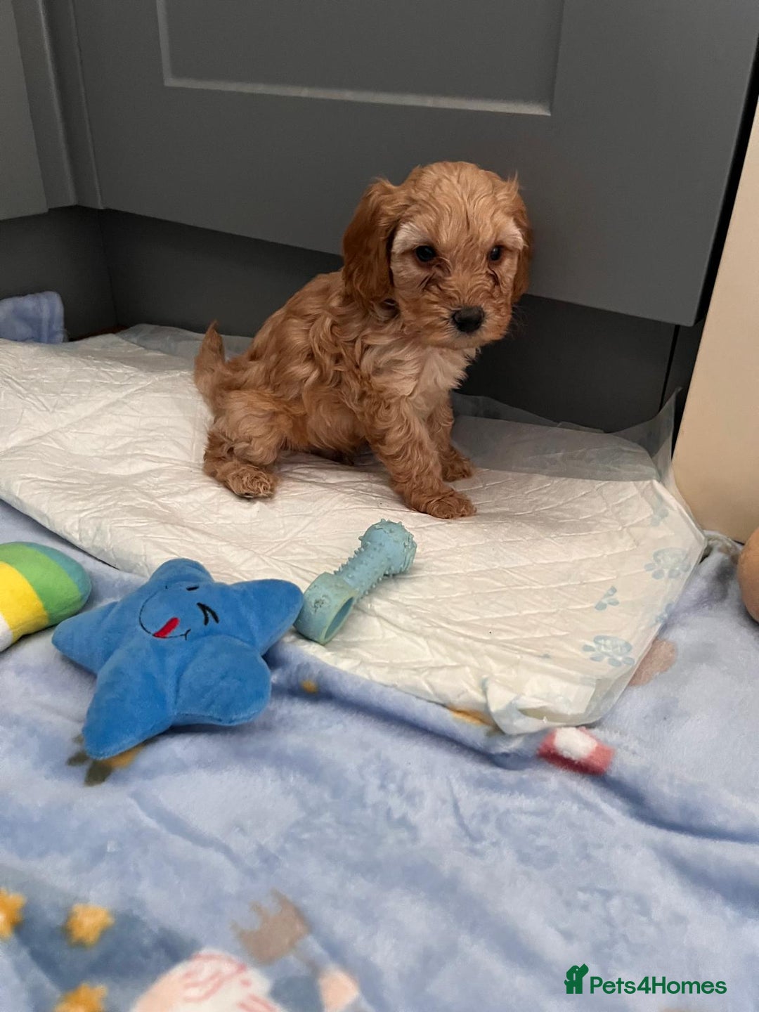 Cavapoo dogs for sale: * Cavapoo Boys available * - Image 12