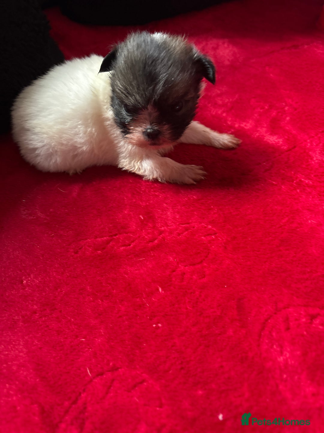 Mixed Breed dogs for sale: Shihtzu puppy’s  - Advert 7