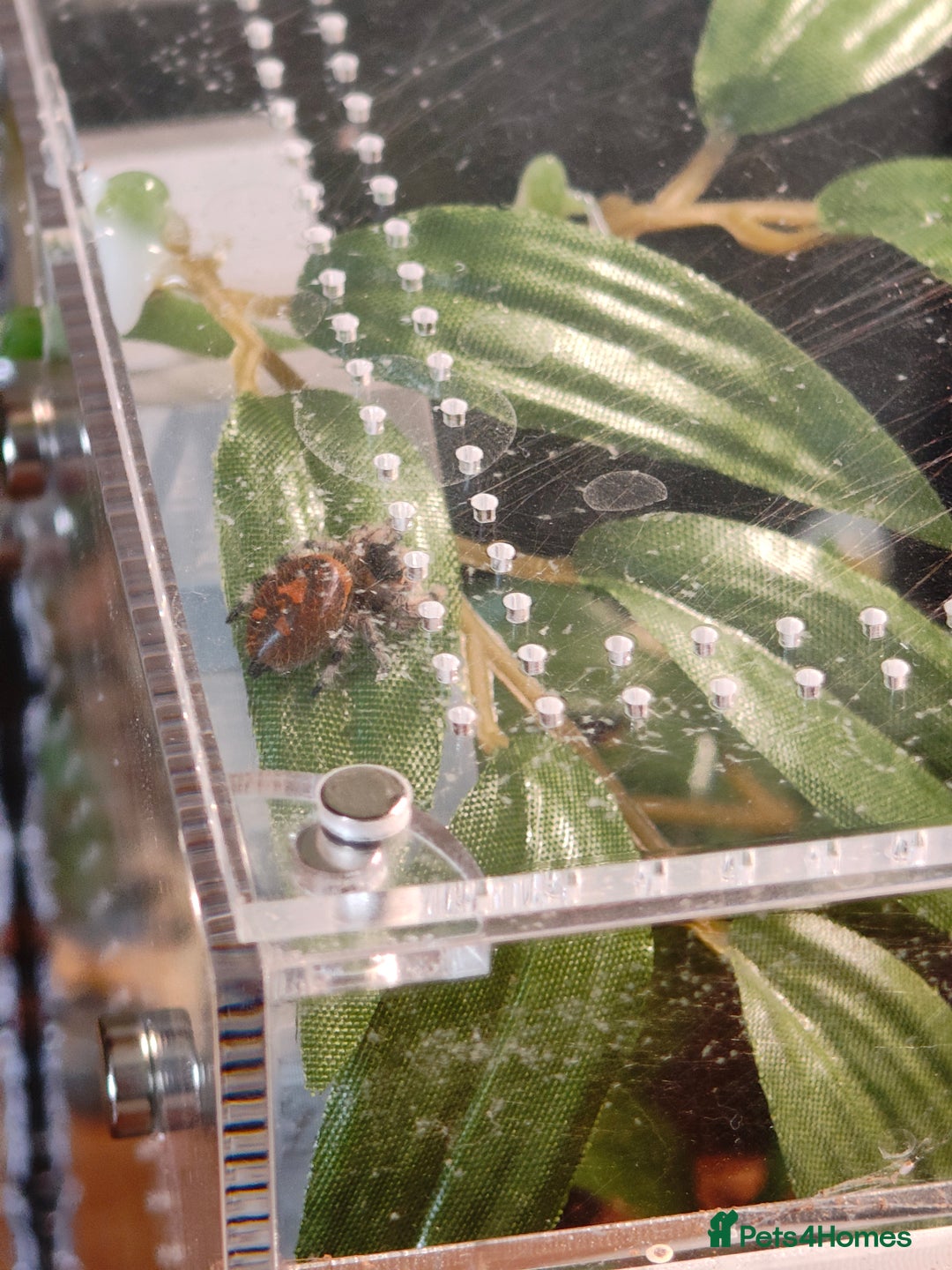 Spiders invertebrates for sale: 3 x female young adult jumping  spiders phidippus - Image 7