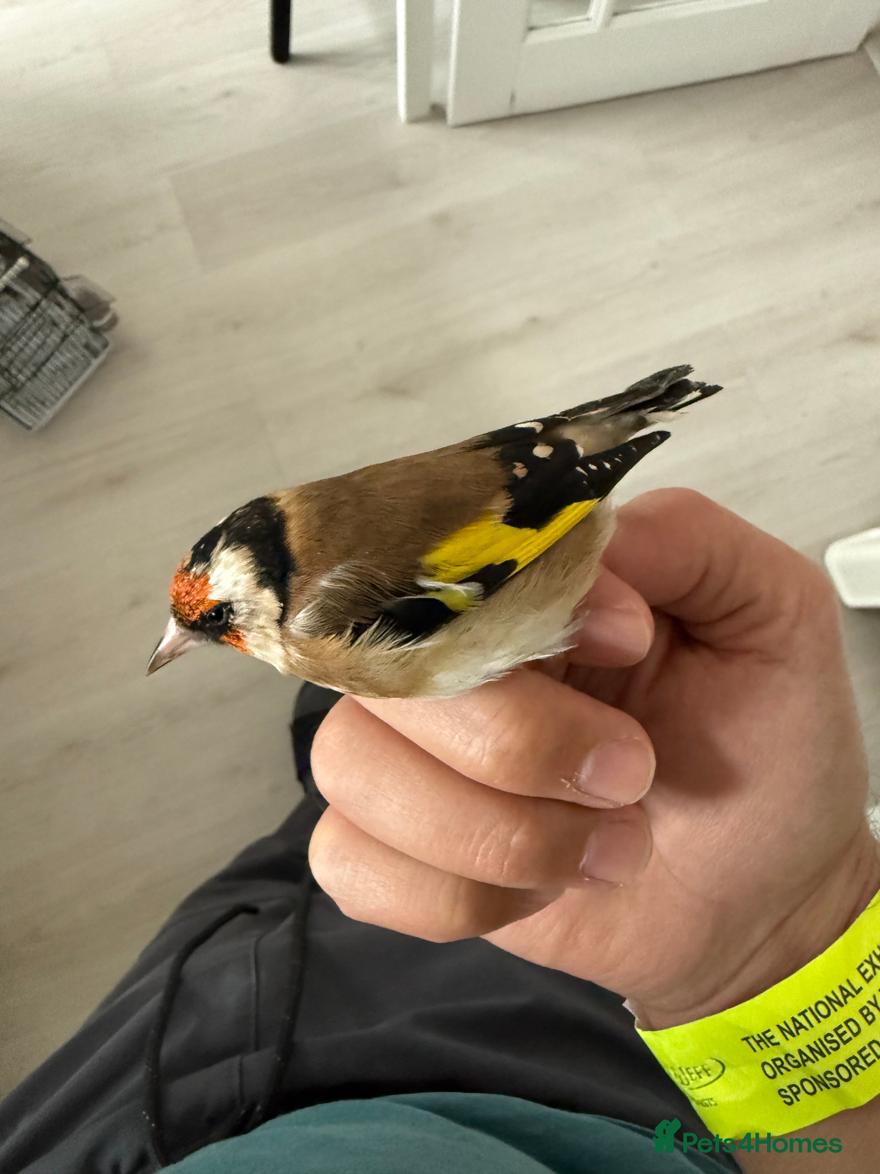Finches birds Lovely couple of goldfinches for sale - Advert 4