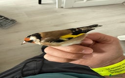 Finches birds for sale: Lovely couple of goldfinches for sale - Image 1