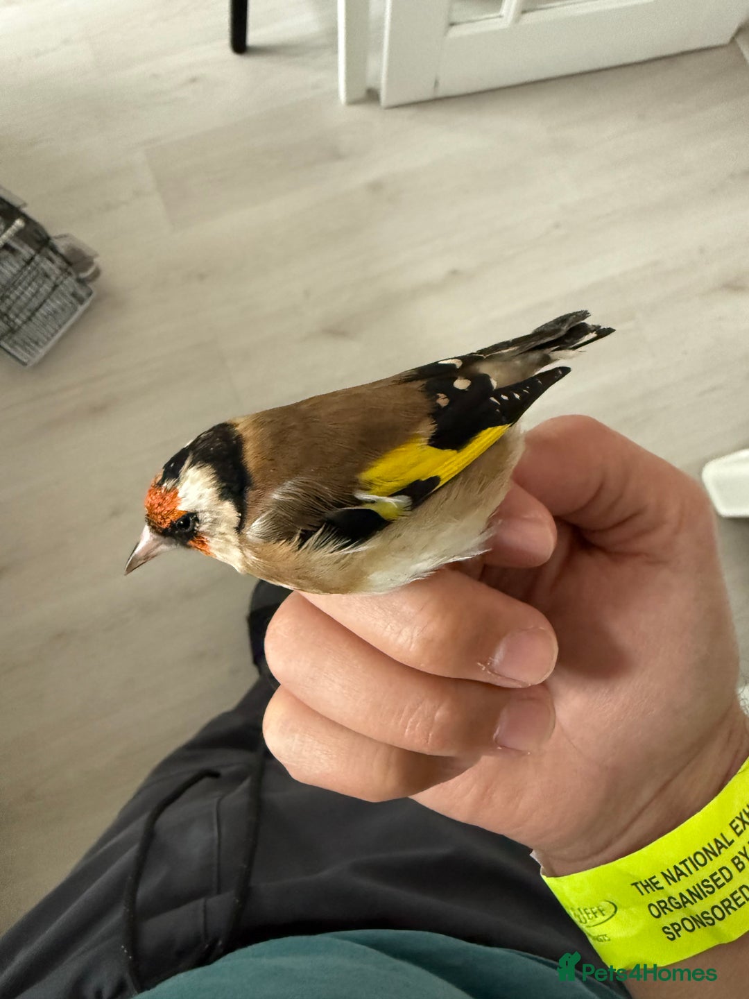 Finches birds for sale: Lovely couple of goldfinches for sale - Image 1
