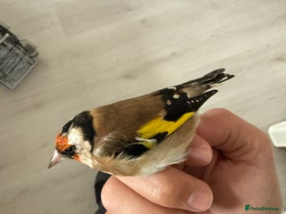 Finches birds - Advert 2
