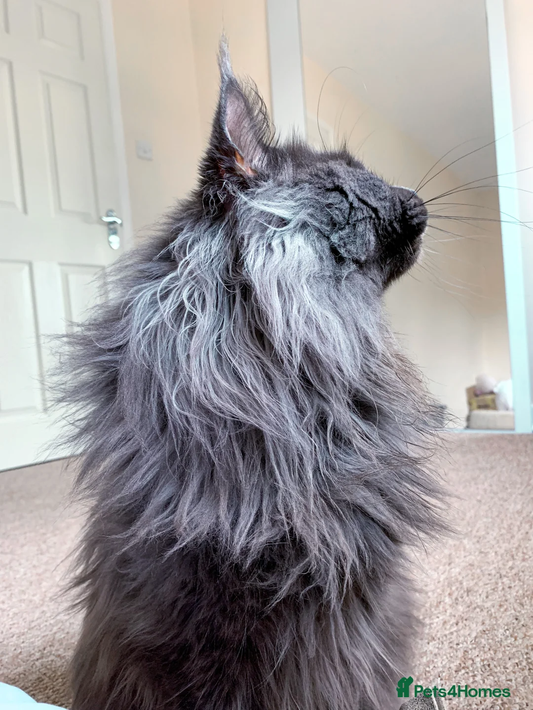 Maine Coon cats for stud: Maine Coon blue boy for stud GCCF and WCF reg in Ipswich - Advert 5