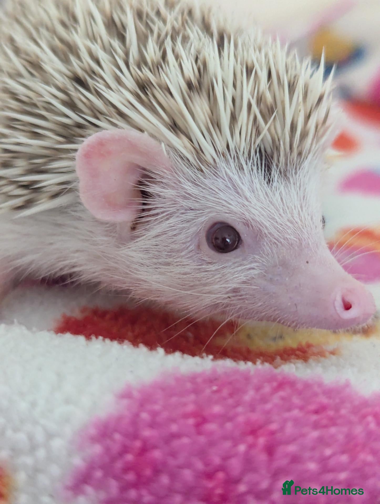 Pygmy Hedgehog rodents 10 Week Old Baby Hoglets REDUCED TO £200!!! - Advert 1