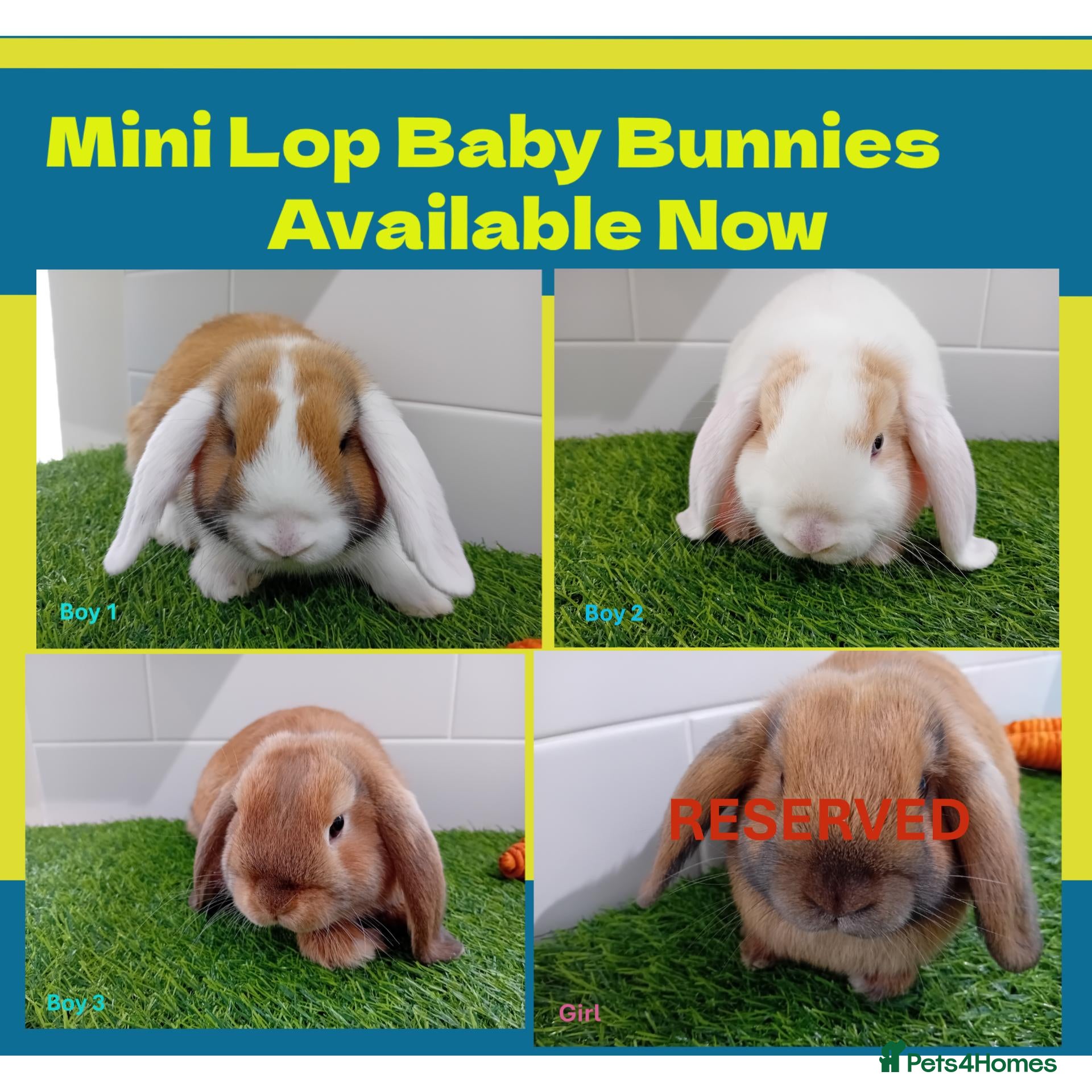 Mini Lop rabbits Mini Lop Baby Bunnies - Ready now!! - Advert 5