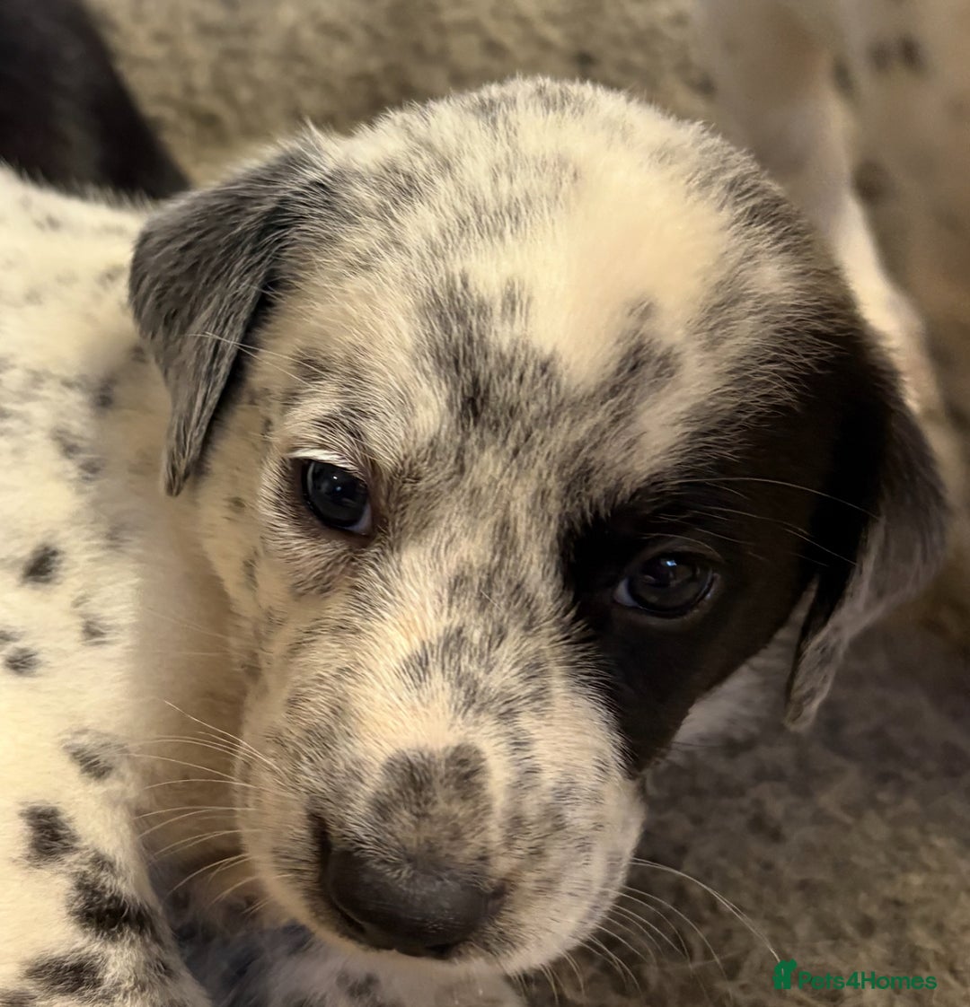 Mixed Breed dogs for sale: Pyrematian puppies - Advert 17