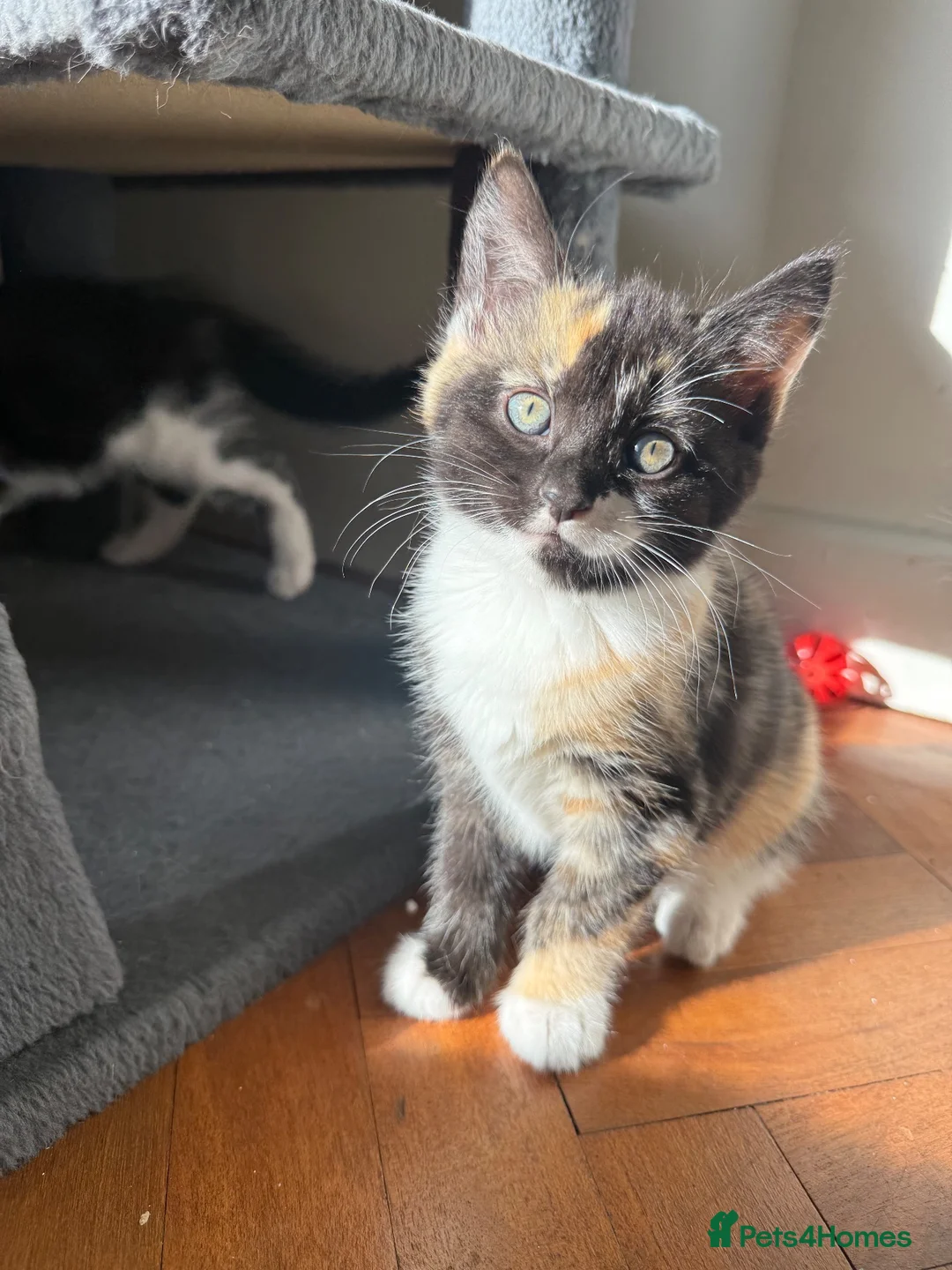 Mixed Breed cats for sale: Ready now. Beautiful litter of kittens  - Advert 1