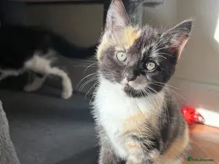 Mixed Breed cats Ready now. Beautiful litter of kittens - Advert 6