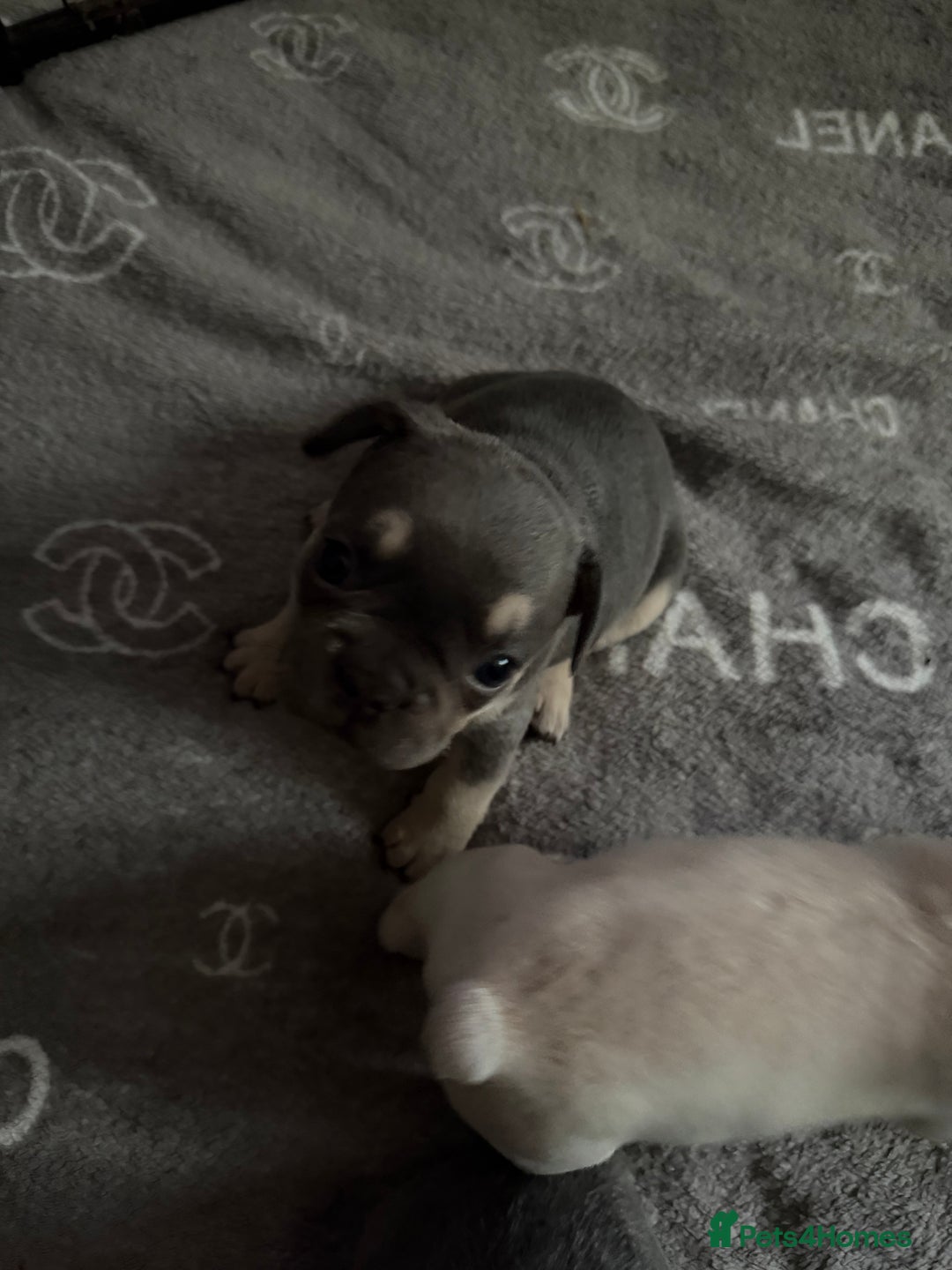 French Bulldog dogs for sale: French bulldogs  - Advert 15