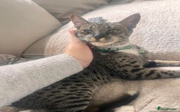 Savannah cats for sale: F6 SAVANNAH X MAINE COON WAITING LIST - Image 2