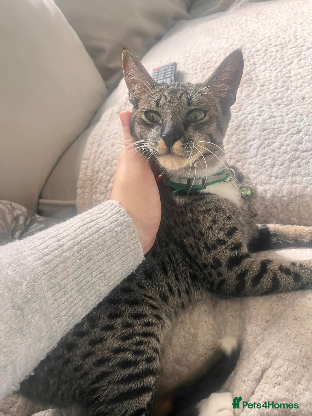 Savannah cats for sale: F6 SAVANNAH X MAINE COON WAITING LIST - Image 2