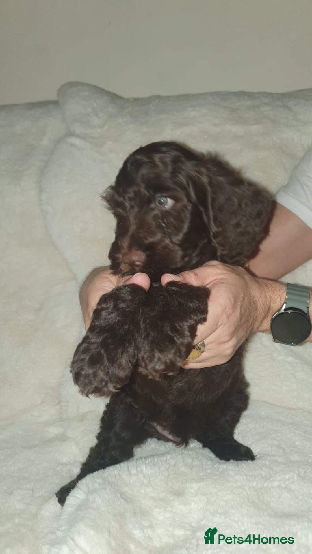 Cockapoo dogs for sale: F2 cockapoos  - Image 11