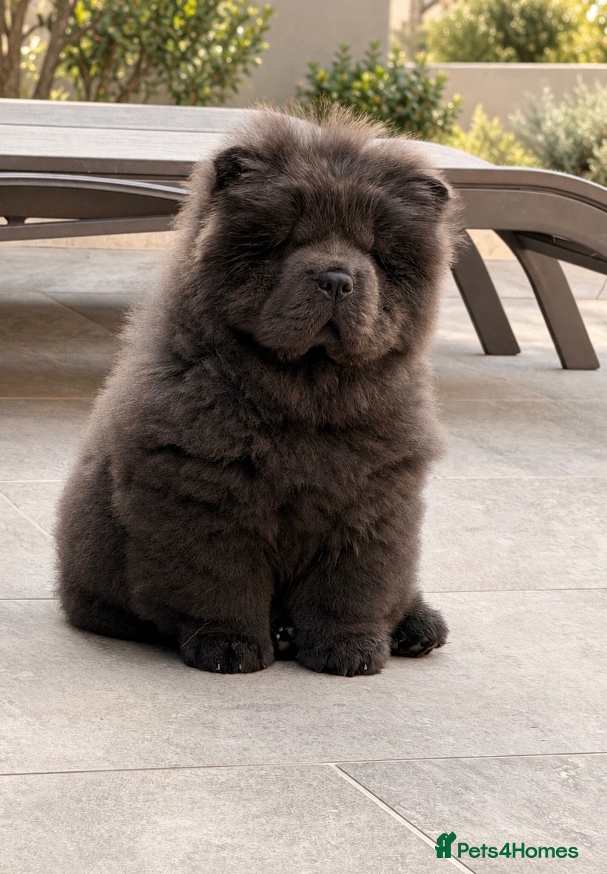 Chow Chow dogs 🧸Beautiful chow chow puppies 🧸 - Advert 1
