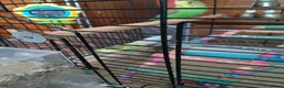 Budgerigars birds for sale: Budgies in Littlehampton - Advert 2