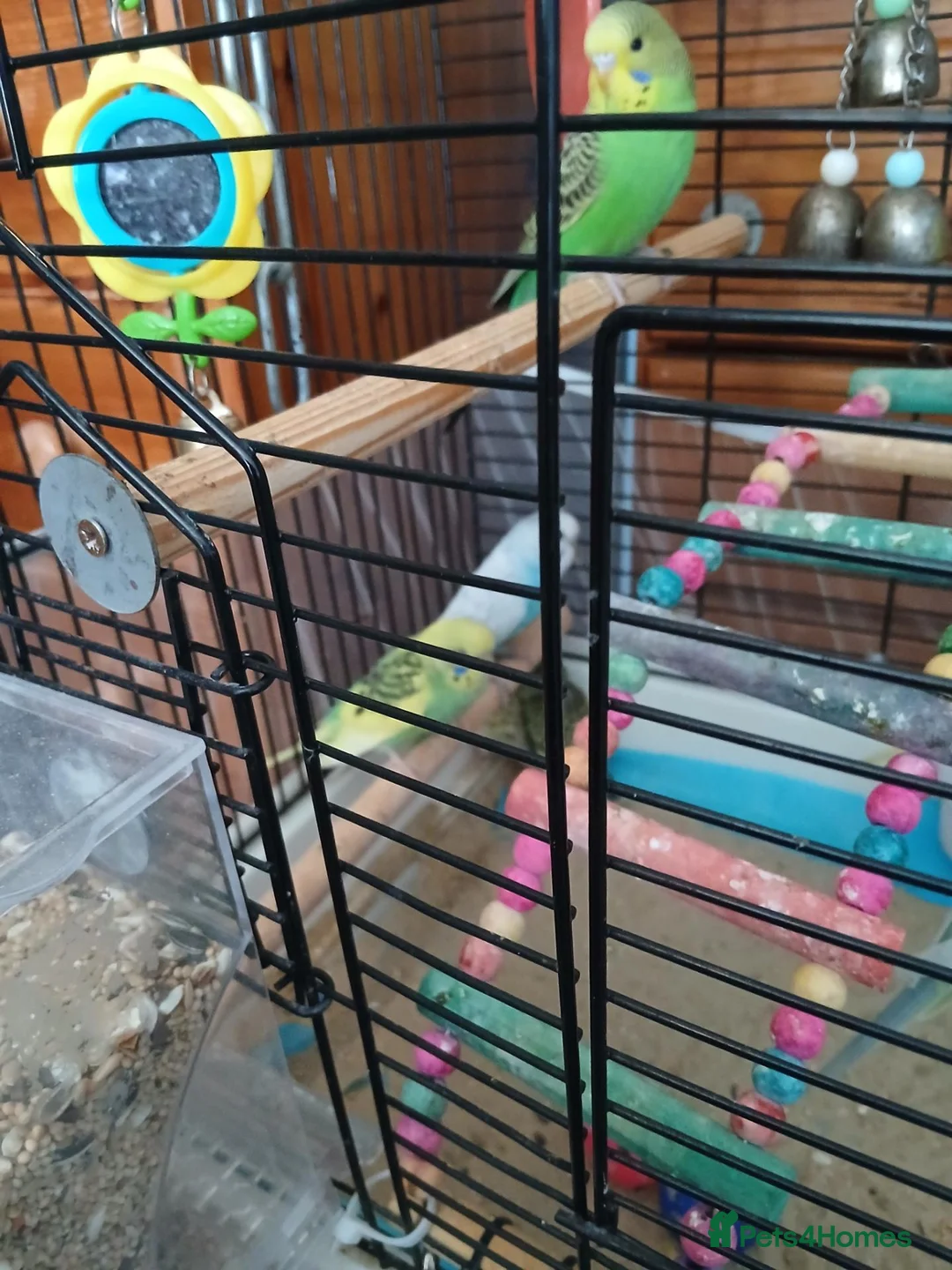 Budgerigars birds for sale: Budgies in Littlehampton - Advert 2