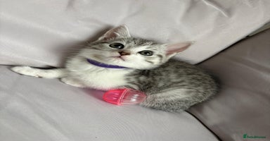 Mixed Breed cats - Advert 4