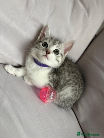 Mixed Breed cats - Advert 3