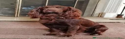 Cocker Spaniel dogs for sale: EXCEPTIONAL WORKING COCKER SPANIEL PUPPIES - Advert 14
