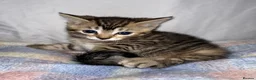 Mixed Breed cats for sale: Beautiful kittens looking for new homes in Basingstoke - Advert 7