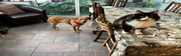 Mixed Breed dogs for adoption: Caesar for adoption in Leighton Buzzard - Advert 5