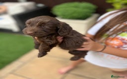 Mixed Breed dogs for sale: Beautiful cockapooXspringer puppies - Image 16