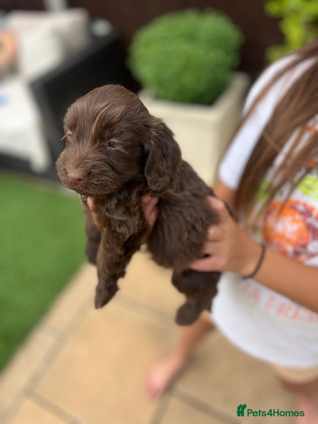 Mixed Breed dogs for sale: Beautiful cockapooXspringer puppies - Image 16