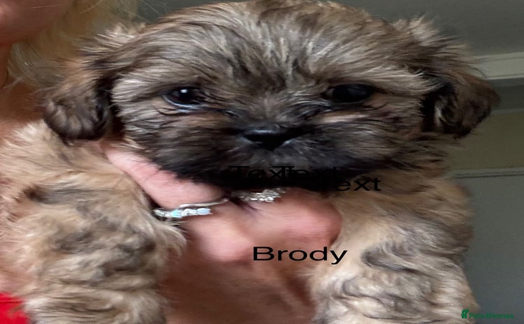 Shih Tzu dogs - Advert 1