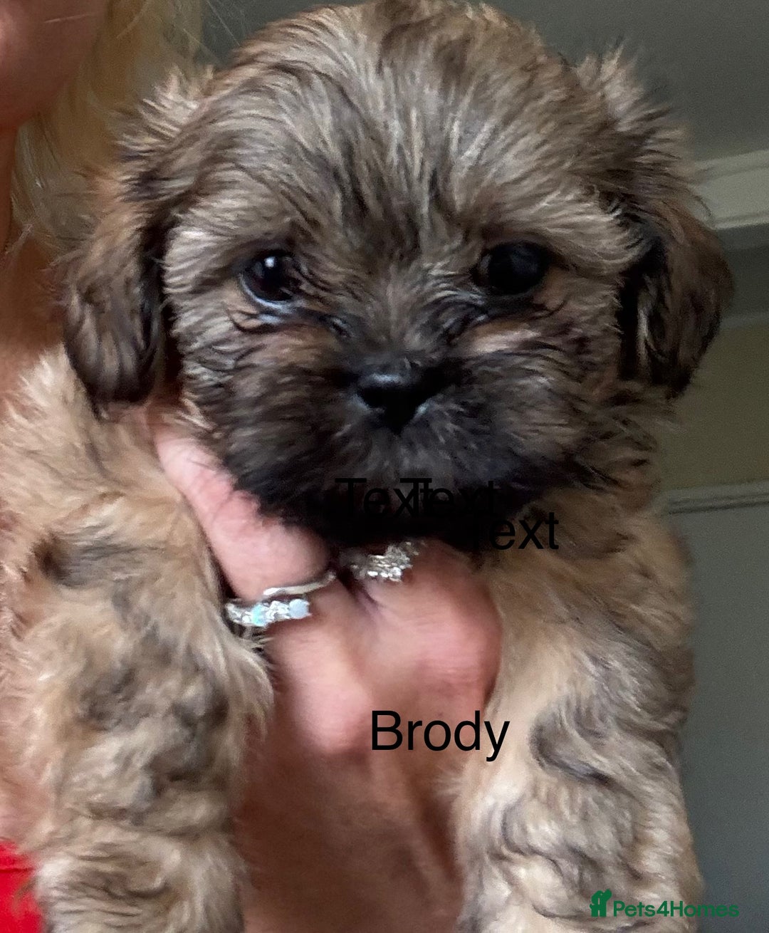 Shih Tzu dogs for sale: Shih tzu  - Image 3