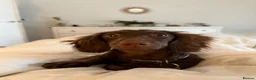 Miniature Dachshund dogs for sale: Beautiful boy for sale in London - Advert 6