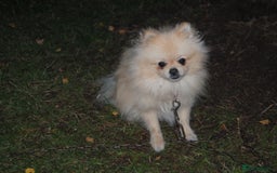 Pomeranian dogs for sale: Beautiful Cream Pomeranian Girl - 1 Year Old - Image 3