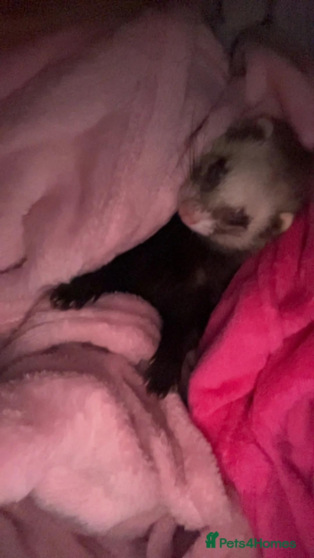 Ferret rodents for sale: 2 Jill ferrets in Bristol - Advert 2