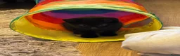 Mixed Breed cats for sale: 5 beautiful full black male kittens *ready now* - Advert 7