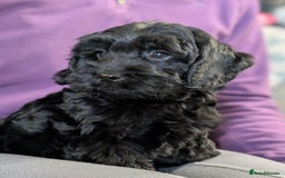 Cockapoo dogs for sale: Ready now! F1 cockapoo pups, health tested parents - Image 8