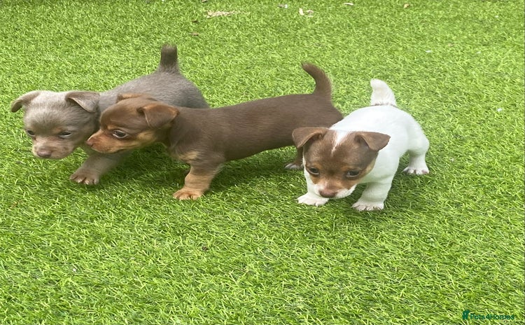 Jack Russell dogs - Advert 3