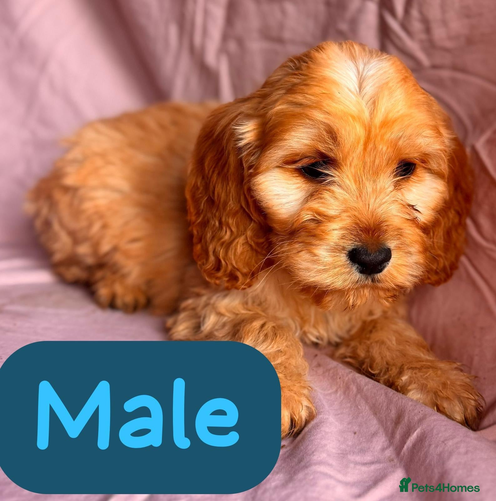 Cockapoo Puppy 1