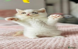 Exotic cats for sale: 🧡 MALE EXOTIC KITTEN READY NOW CHAMPION LINES - Image 1