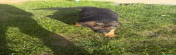 German Shepherd dogs for sale: German Shepard puppies  - Advert 3