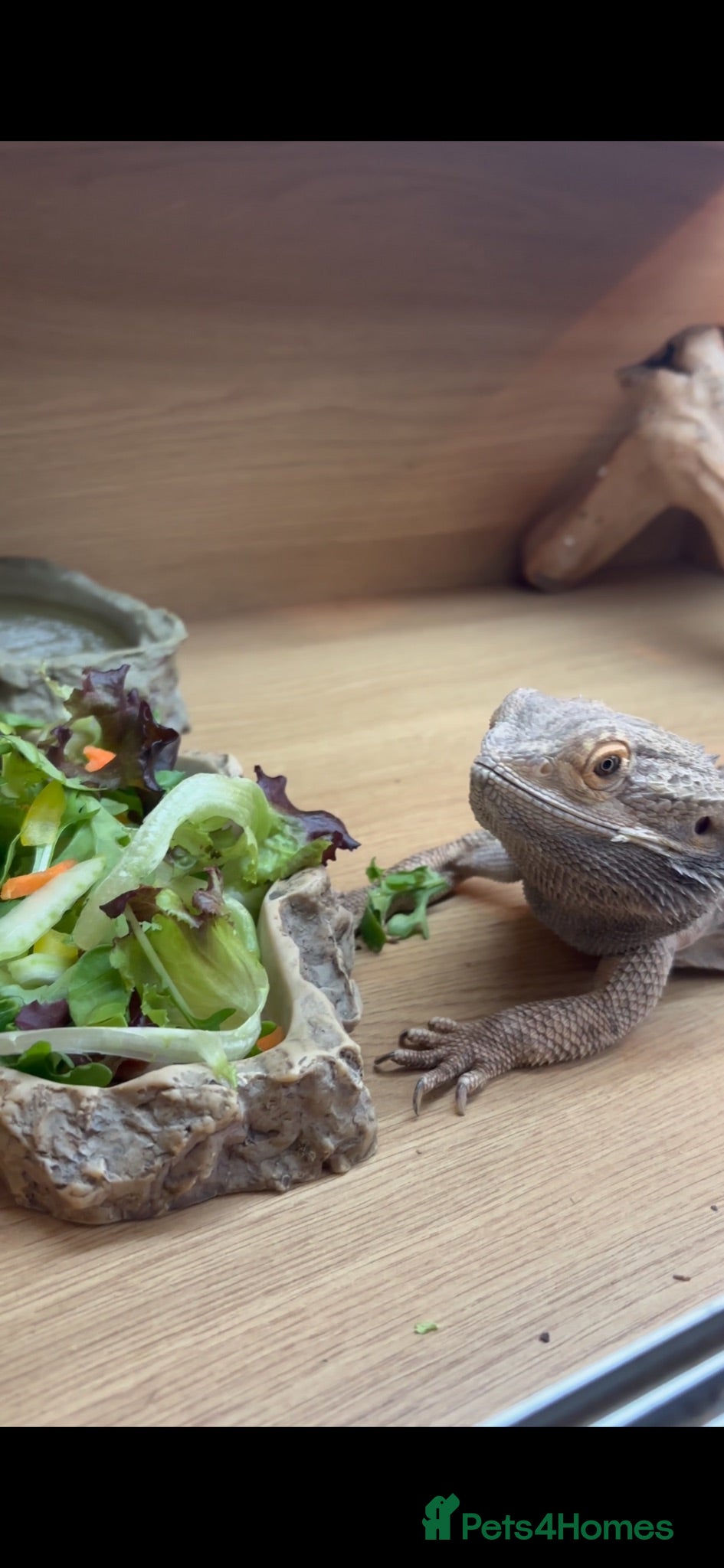 Bearded Dragon reptiles Male bearded dragon age 6  - Advert 1