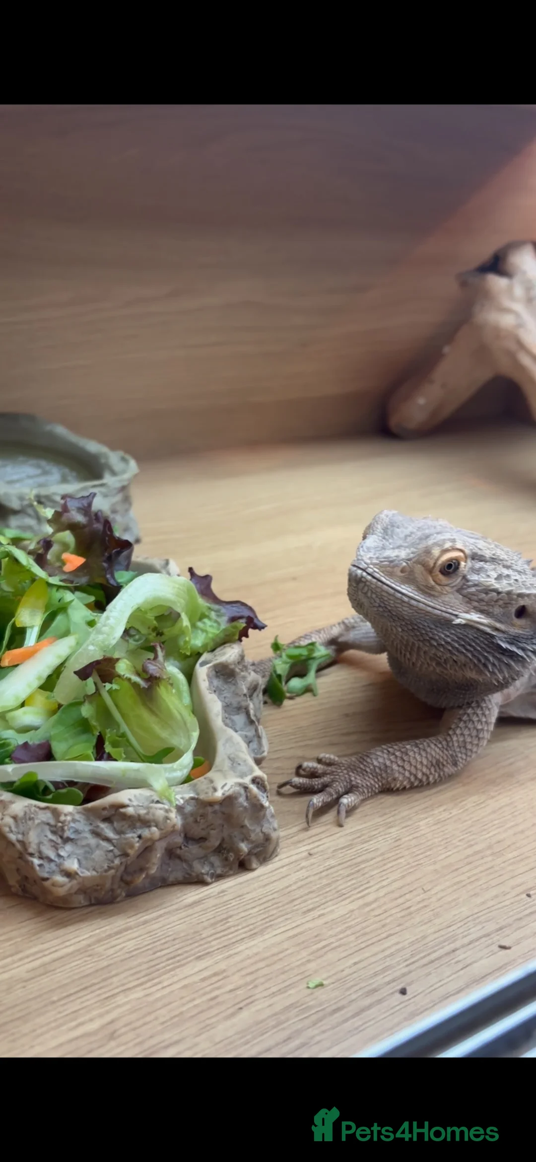 Bearded Dragon reptiles for sale: Male bearded dragon age 6  in Glasgow - Advert 1