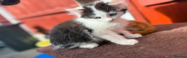 Mixed Breed Kitten 2 - White & Black Male