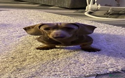 Dachshund dogs for stud: PROVEN STUD miniature dashund - Image 3