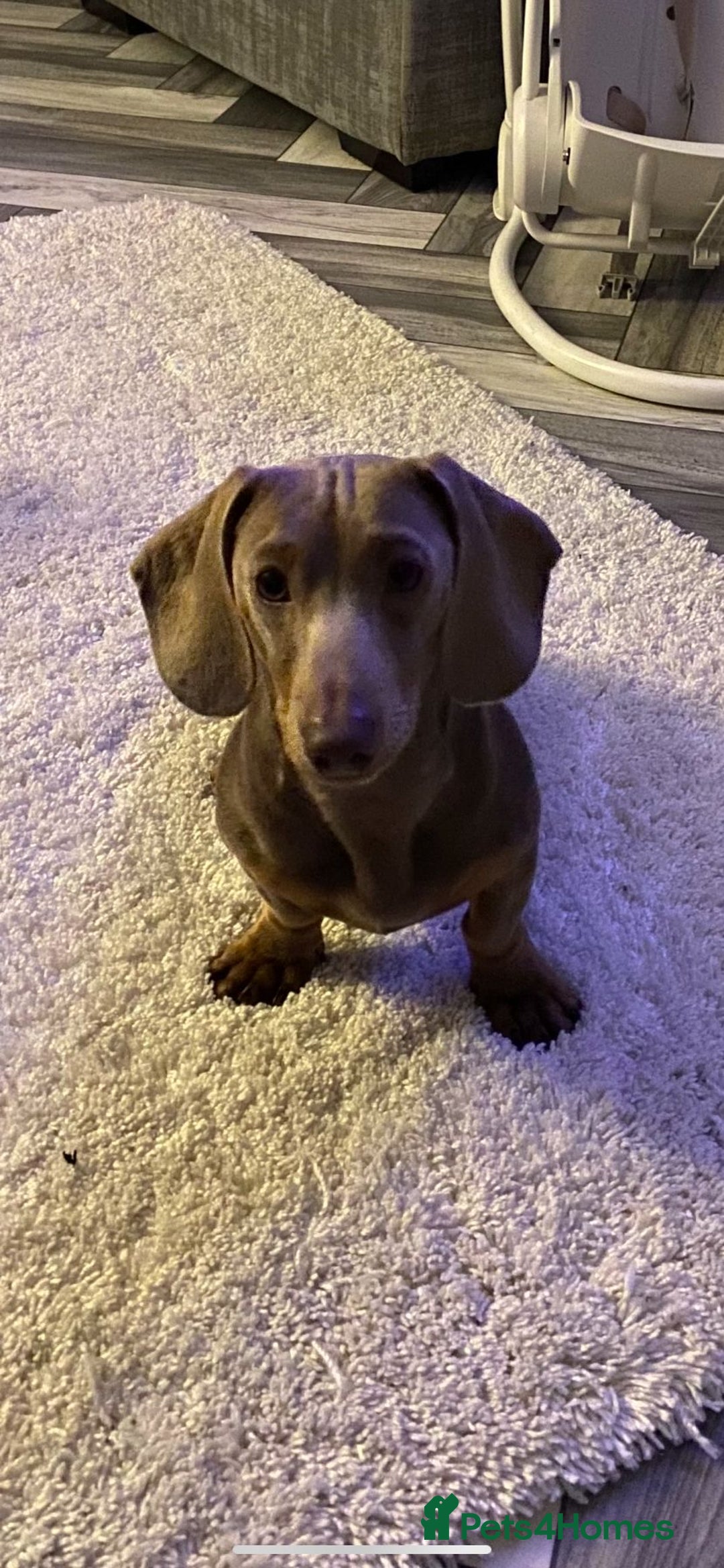 Dachshund dogs for stud: PROVEN STUD miniature dashund - Image 3