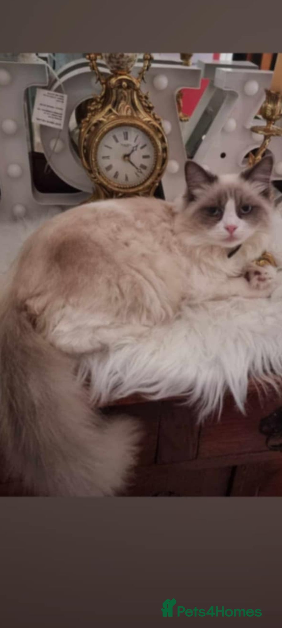 Ragdoll cats for sale: Ragdoll  - Advert 11