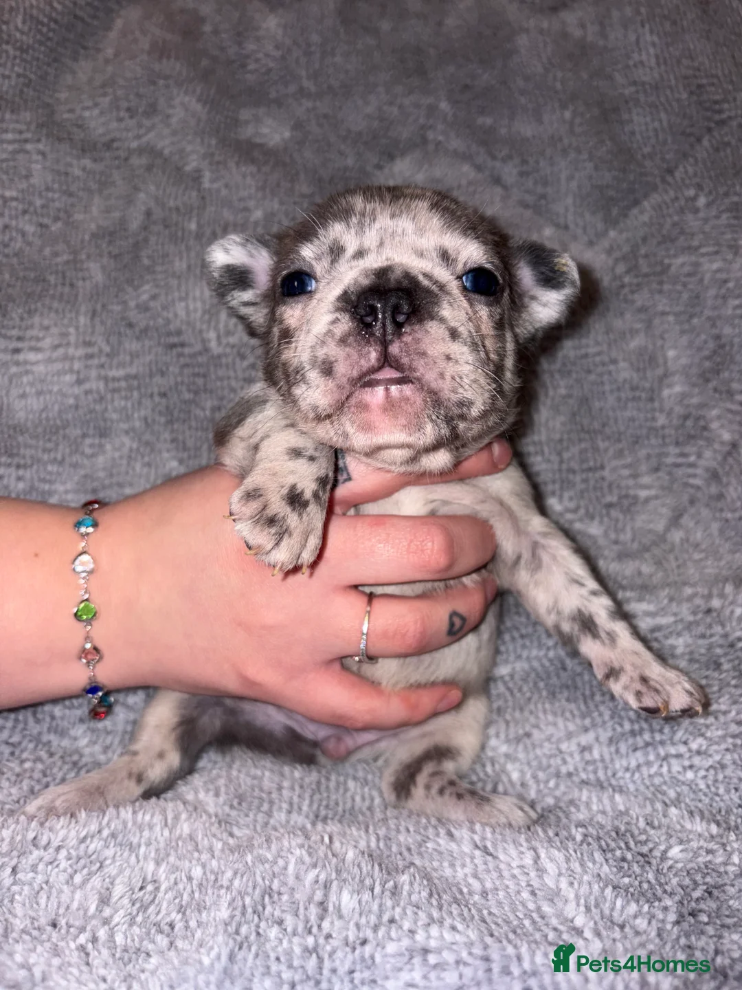 French Bulldog dogs for sale: 🐾French bulldog puppies🐾 ready end of jan - Advert 3